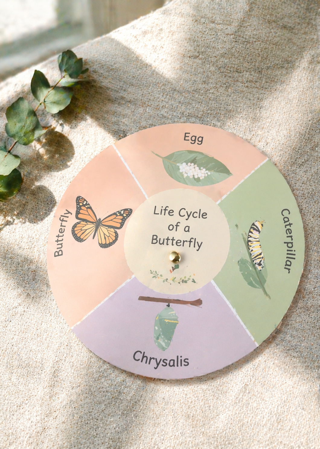 finished-butterfly-life-cycle-wheel-modern-educational-craft-