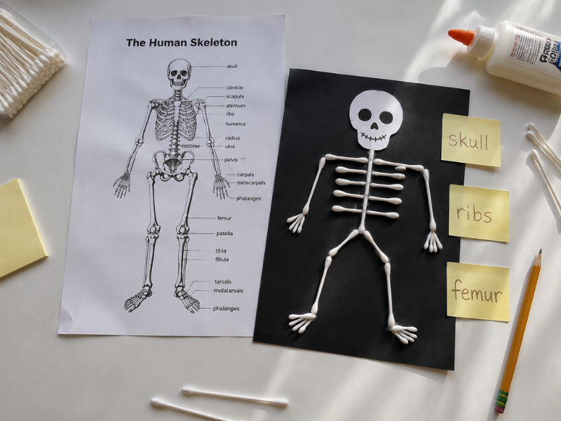 skeleton-crafts-for-kids-teaching-anatomy